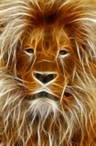 Lion Head Image